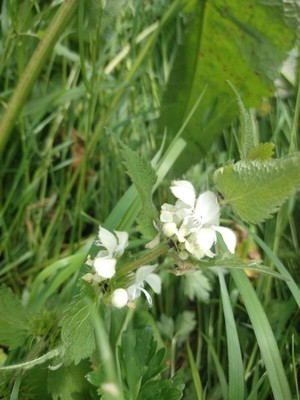 photo of White Dead Nettle