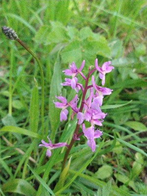 photo of Early Purple Orchid