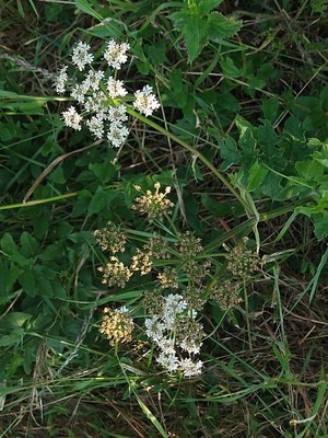 photo of Hogweed
