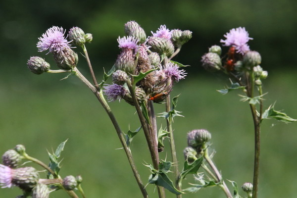 photo of Creeping Thistle