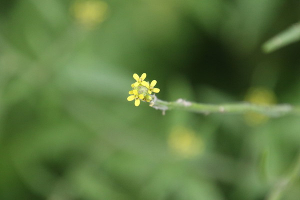 photo of Hedge Mustard