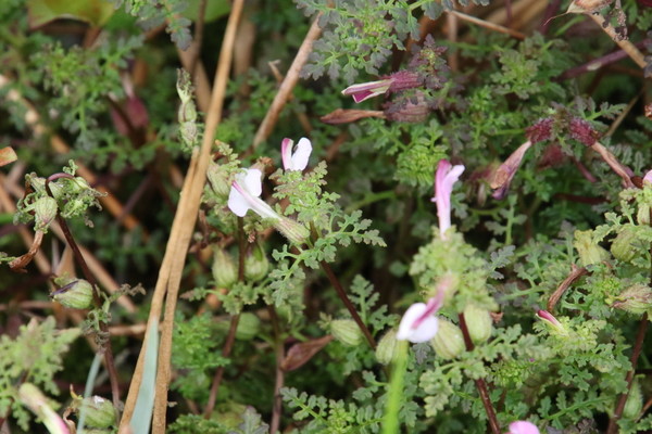 photo of Marsh Lousewort
