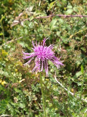 photo of Greater Knapweed