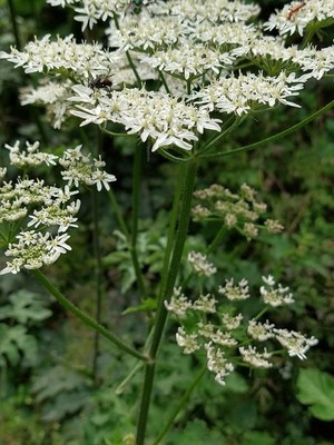 photo of Hogweed