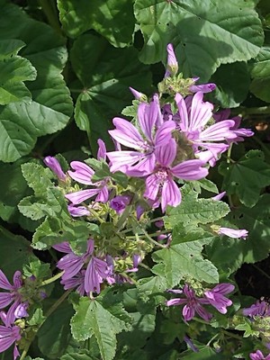 photo of Common Mallow
