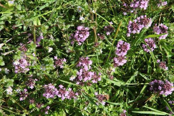 photo of Wild Thyme