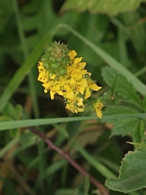 photo of Agrimony
