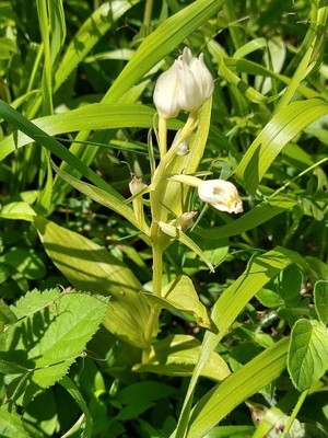 photo of White Helleborine