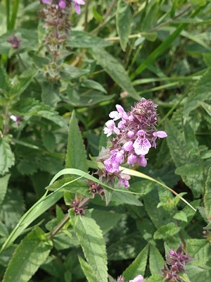 photo of Marsh Woundwort