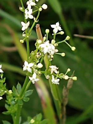photo of Hedge Bedstraw