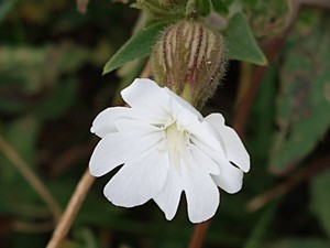 photo of White Campion