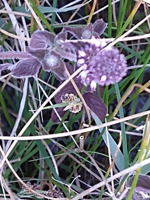 photo of Water Mint