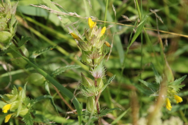 photo of Yellow Rattle