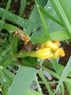 photo of Yellow Iris