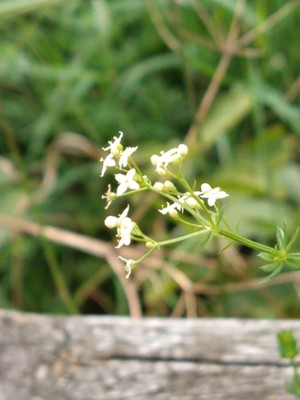 photo of Hedge Bedstraw
