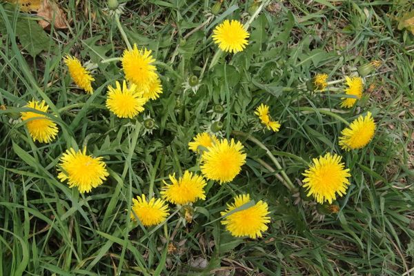 photo of Dandelion