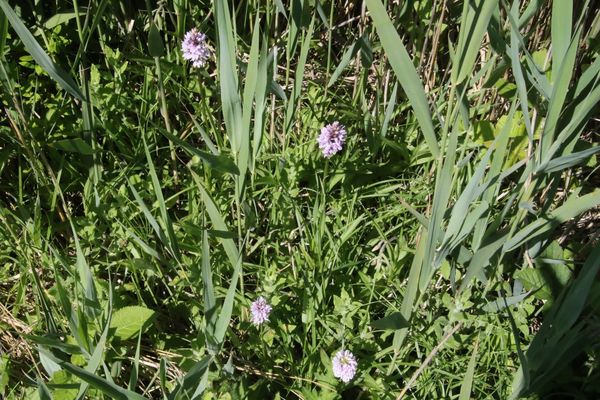 photo of Common Spotted Orchid