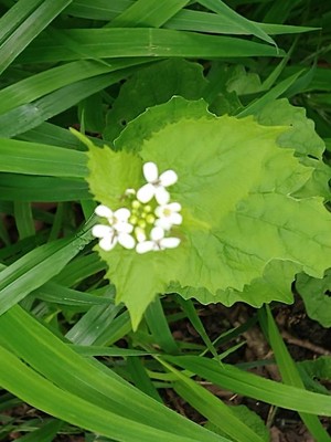 photo of Garlic Mustard