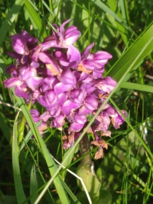photo of Early Purple Orchid