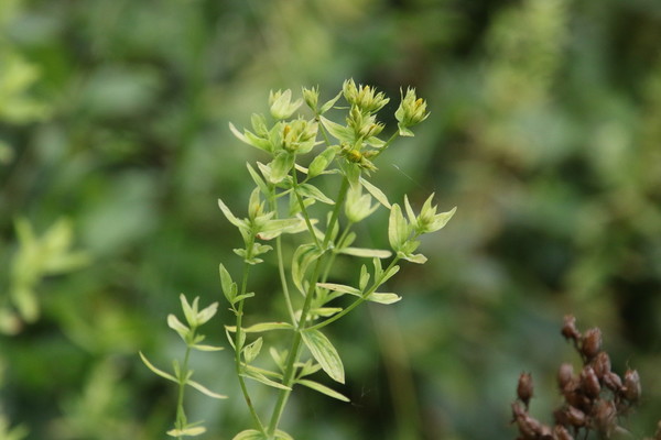 photo of Square Stalked St John's Wort