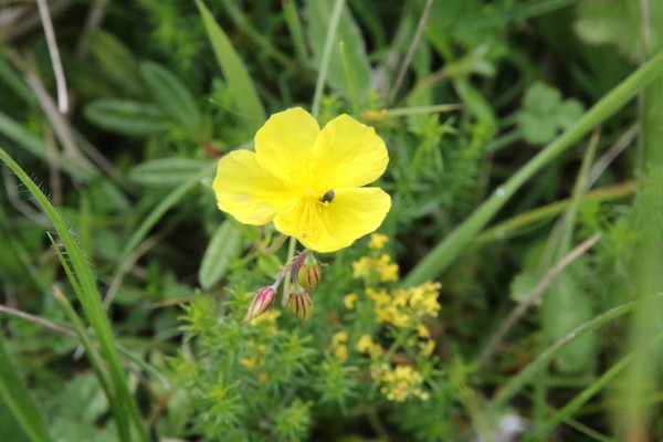 photo of Common Rockrose