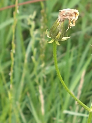photo of Rough Hawk's Beard