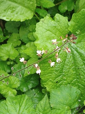 photo of Enchanter's Nightshade