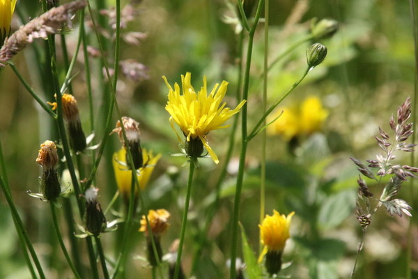 photo of Rough Hawk's Beard