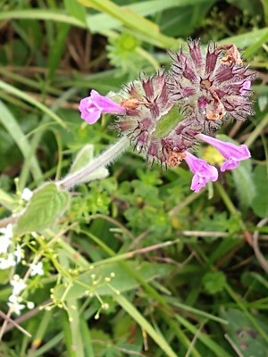 photo of Wild Basil