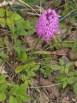 photo of Pyramidal Orchid