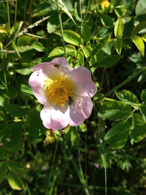 photo of Common Dog Rose