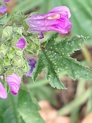 photo of Common Mallow
