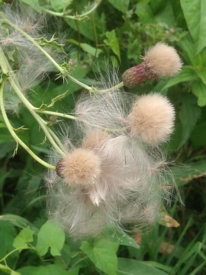 photo of Creeping Thistle