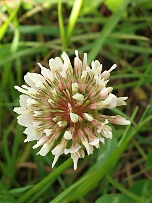 photo of White Clover