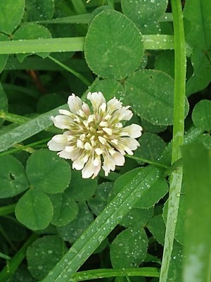 photo of White Clover