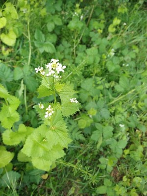 photo of Garlic Mustard
