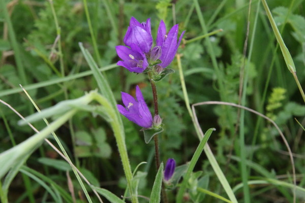 photo of Clustered Bellfower