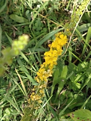 photo of Agrimony