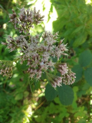 photo of Hemp Agrimony