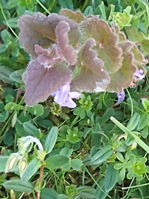 photo of Ground Ivy