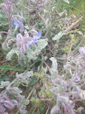 photo of Borage