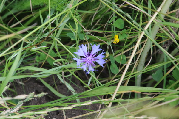 photo of Cornflower