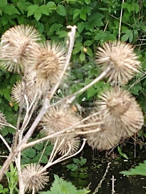 photo of Lesser Burdock