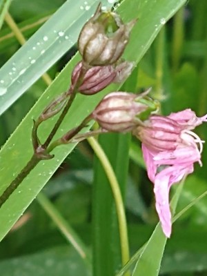 photo of Ragged Robin