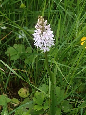 photo of Common Spotted Orchid