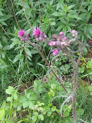 photo of Marsh Thistle