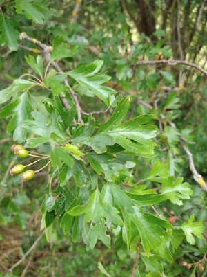 photo of Hawthorn
