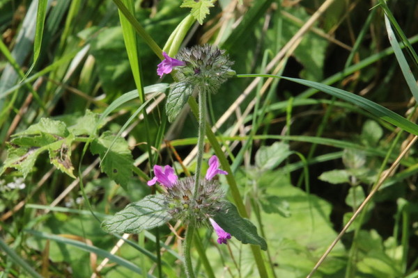photo of Wild Basil
