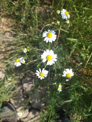 photo of Scented Mayweed