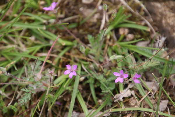 photo of Common Stork's Bill